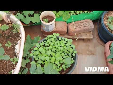 #ters#gardenlo#thotakura