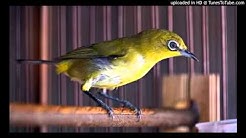 Audio Suara Burung PLECI untuk Pancingan NGOCEH - Masteran Pleci  - Durasi: 30:01. 
