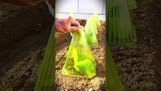 innovation of simple plant protection tools to prevent pests #shorts