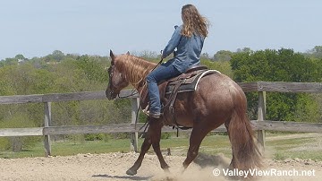 Boon Cat Bodee - turns, LEAD changes, big stops! - ValleyViewRanch.net