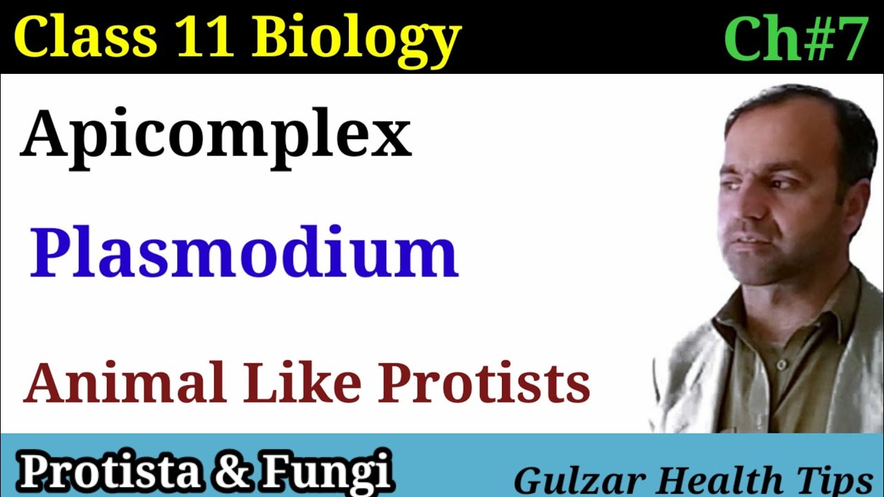 Apicomplex | Protozoa | plasmodium | malarial parasite | Animal like protists | class 11 Biology.