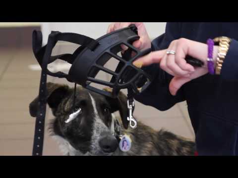 How to Acclimate Your Dog to a Muzzle