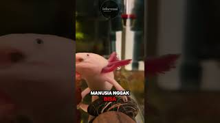 Axolotl – Satu-satunya Hewan yang Bisa Regenerasi Otak! #faktahewan