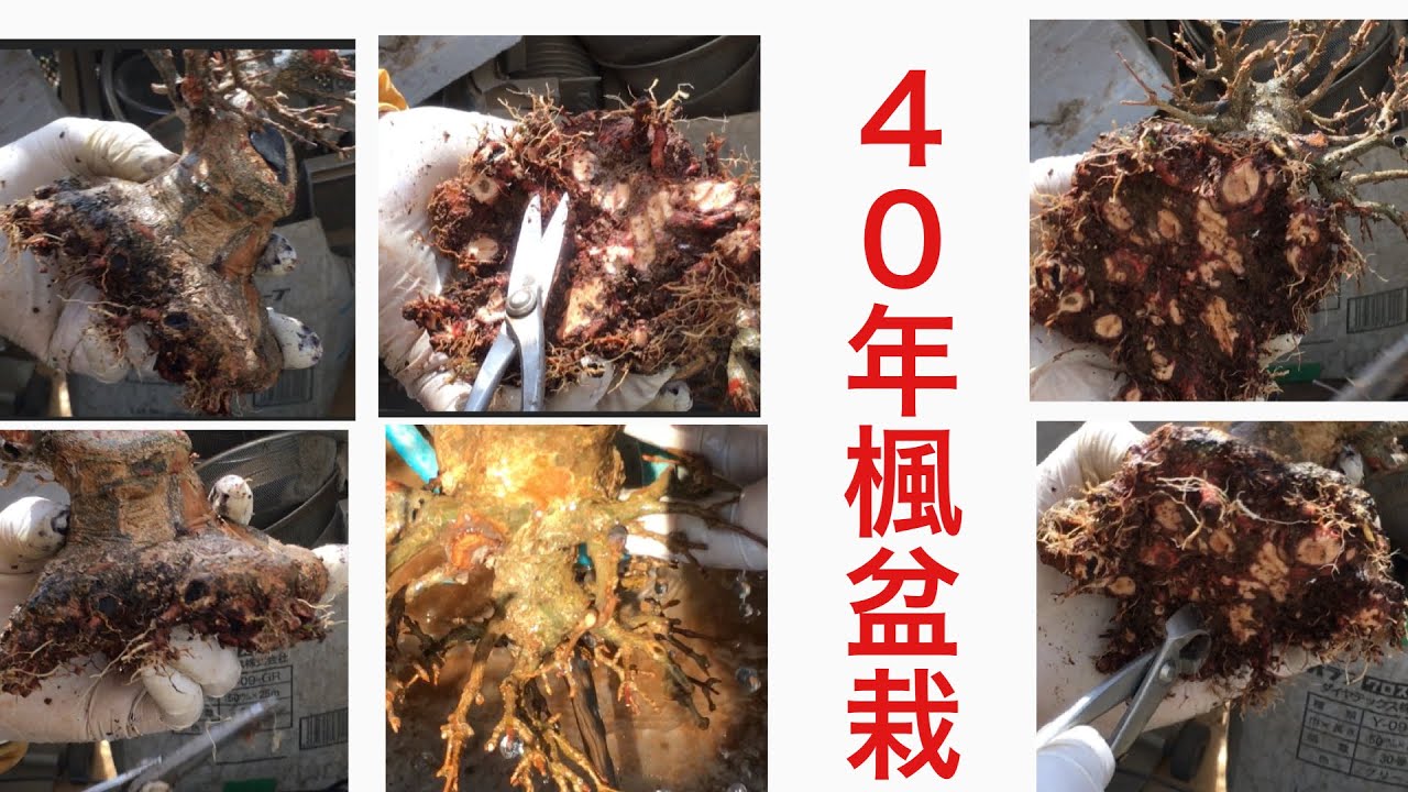 Как мастера со своими экстраординарными навыками адаптируют бонсай из 40-летнего клена?