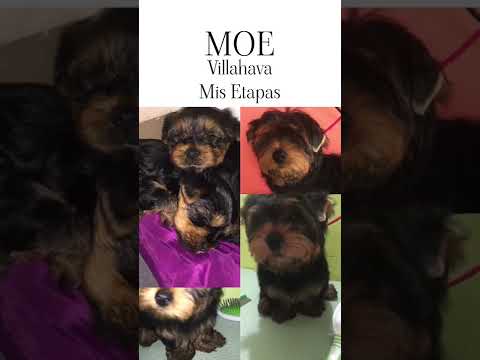 Video: Yorkshire Terriers Evcil Hayvan mı?