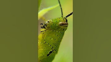 Grasshopper Macro Video #macro #insects #nature #youtubeshorts #wildlife #beautiful #grasshopper