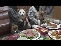 豪華な食事にしたら食べたいとおねだりの仕方がカワイイ柴犬がいた【クリスマス】