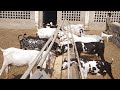 Goat farm business  goat farming in pakistan  how to start goat farm  rajanpuri goat farming