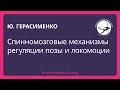 Спинномозговые механизмы регуляции позы и локомоции (Юрий Герасименко)