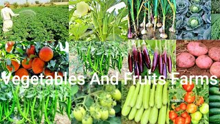 Wow! Amazing Fruits And Vegetables Farms | Organic Fruits And Vegetables Farming in Pakistan