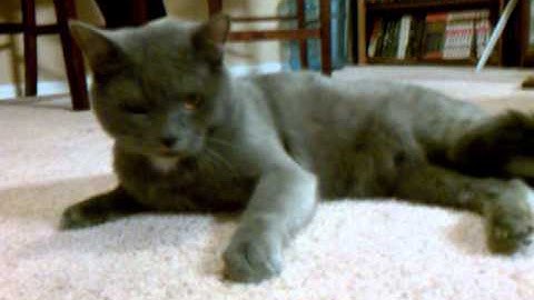 My cats Apollo and Graves