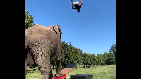 Elephant launches guy into triple backflip