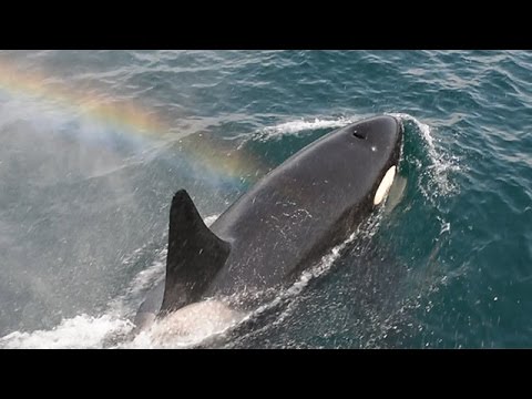 海の王者シャチ 根室海峡に 複数の群れに会えるかも Youtube 海の王者シャチ 根室海峡に 複数の群れに会えるかも Youtube
