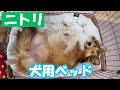 ニトリのペットベッドが心地よすぎて無防備になっちゃう犬【シェルティ】