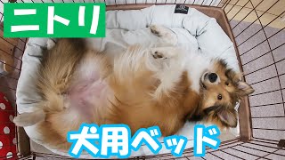 ニトリのペットベッドが心地よすぎて無防備になっちゃう犬【シェルティ】