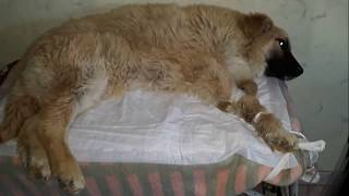 безмолвный голодный крик🐾 БФ Лохматая Душа безмолвный голодный крик🐾 БФ Лохматая Душа