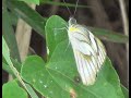 Striped Albatross (Female) - Appias libythea (SHRIKANT MADHAV KELKAR)