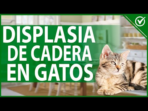 Video: Displasia De Cadera En Gatos