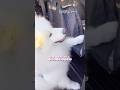どうしても車に乗っておでかけしたい大型犬が可愛すぎる #samoyed #サモエド #癒し