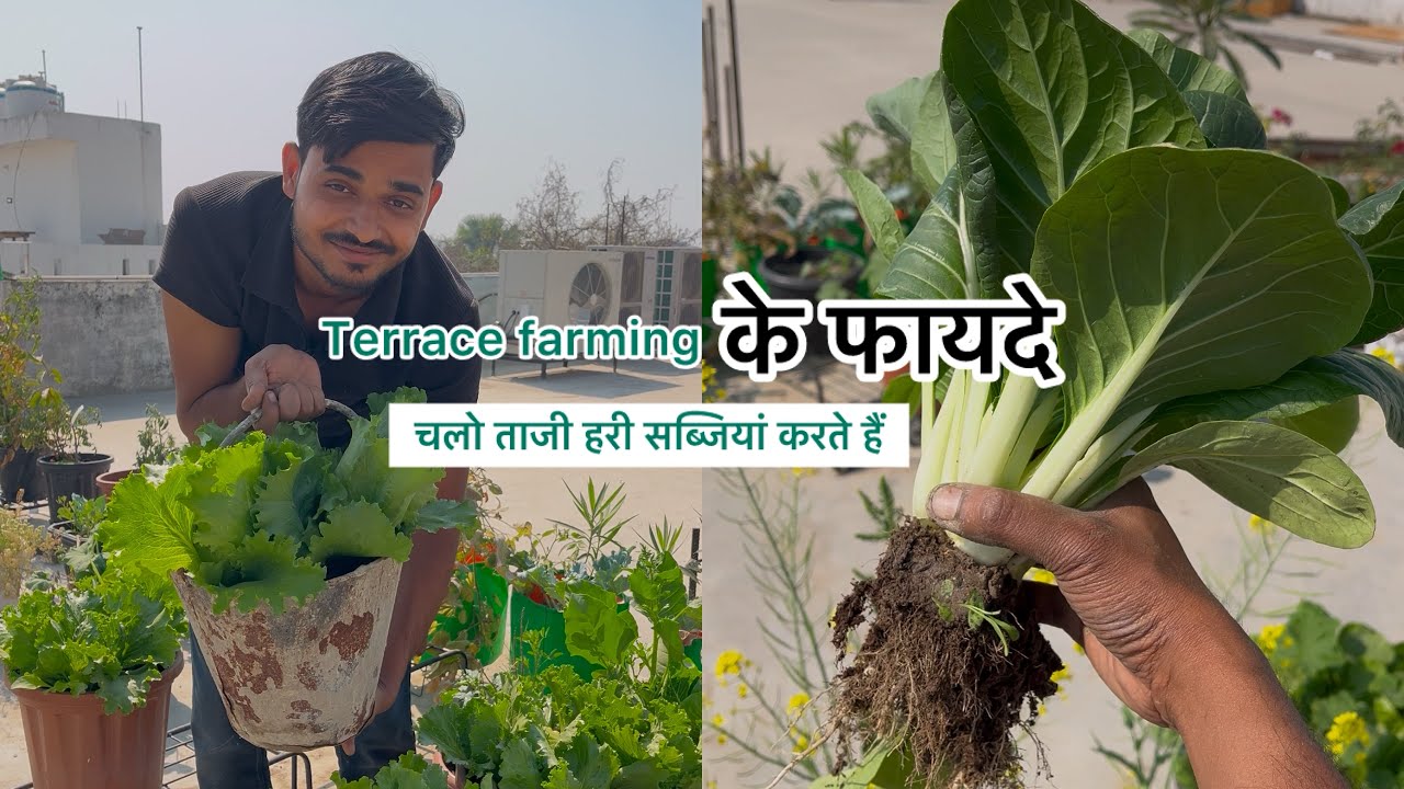 घर की छत से तोड़ी बहुत सारी सब्जियां #gardening #terracefarming #garden #plants 