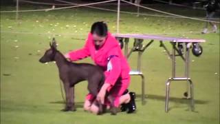 Wazzat Xoloitzcuintle