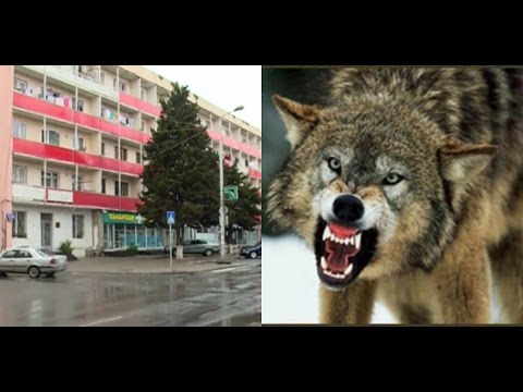 ვიდეო: როგორ ყვირიან მგლები მთვარეს