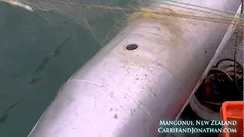 Flounder from Whangaroa Harbor, New Zealand