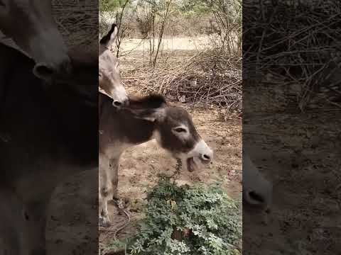 Donkey Mating Donkey Birds Peacock Donkeybehavior Cat Animalinteractions Animals Wildlife