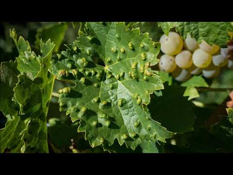 วีดีโอ: Grapevine Pests - เรียนรู้เกี่ยวกับ Grape Bud Mite Control