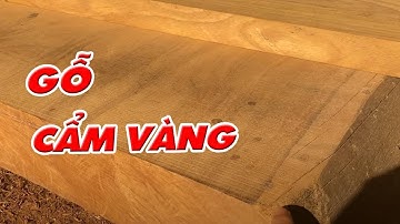 Dân chơi gỗ cần biết về dòng gỗ cẩm vàng | gỗ cẩm vàng