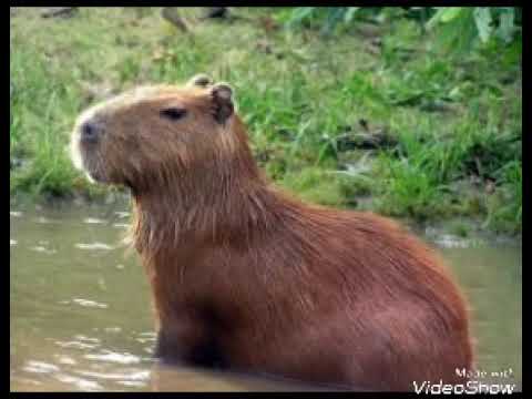 Uma capivarinha do amor pra dize  Capivara, Capivaras, Animais brasileiros