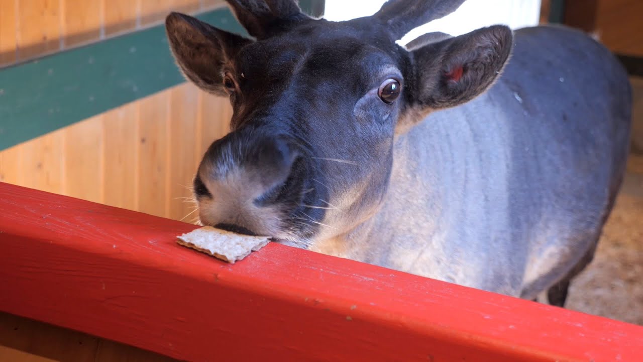 Деревня Санты 2021 | Отстрел жуков и кормление оленей