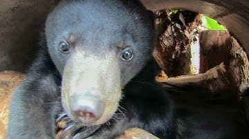 The Return of a Bear to the Wild