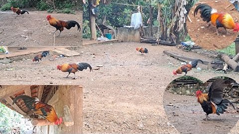 Qaib qus cob qua zoo tiag tiag.Gà rừng tơ gáy cực hay