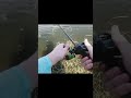 Unbelievable Giant Fish – Epic Catch You Must Watch! #fishing #hunting #shorts #viral