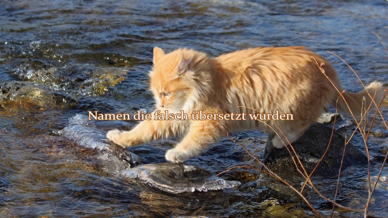 Warrior Cats Namen die falsch übersetzt wurden