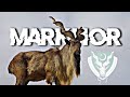 Isi markhor   pak army edit