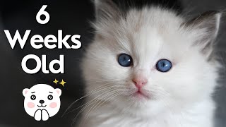 Ragdoll Kittens 6 Weeks Old 🐱 So Cute! by Ring of Fire Ragdolls 1,610 views 2 months ago 7 minutes, 12 seconds