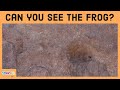 Impossible To See All The Hidden Animals । Optical Illusions