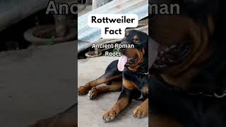 Rottweiler Dog Breed Facts #shorts #pets