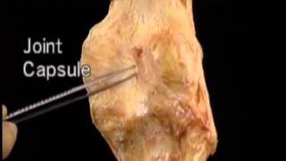 Anatomie kniekapsel / anatomy knee capsule
