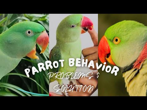 Parrot Behavior Problems And Solutions || Parrot Body Language #parrotbehavior