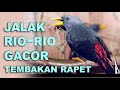 Jalak Rio Rio Gacor Tembakan Rapat Cocok Untuk Masteran Mp3 - Mp4 Download