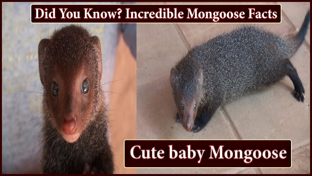 Did You Know? Incredible Mongoose Facts | Cute baby Mongoose | මුගටි පැටියා | 