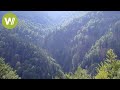 Wilde Karpaten (Semenic-Nationalpark in Rumänien) | Europas Urwälder, Folge 4