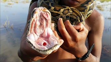 Primitive Technology: Simple DIY Python Snake Trap Using Arrow & Bow That Work 100%