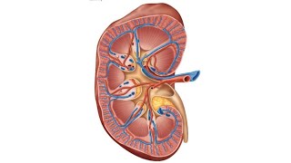 ONLINE Anatomy and Physiology II Lab 8: The Urinary System