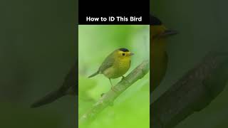 Can You Identify This Warbler?