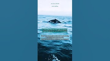 Al-Qalam (68:48/50)سورة القلم