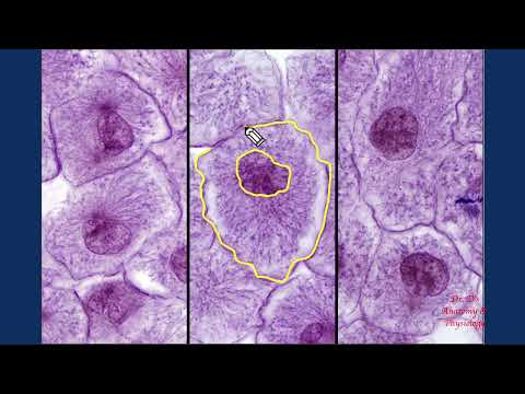 Video: Mengapa blastula ikan bandeng digunakan untuk mempelajari mitosis?